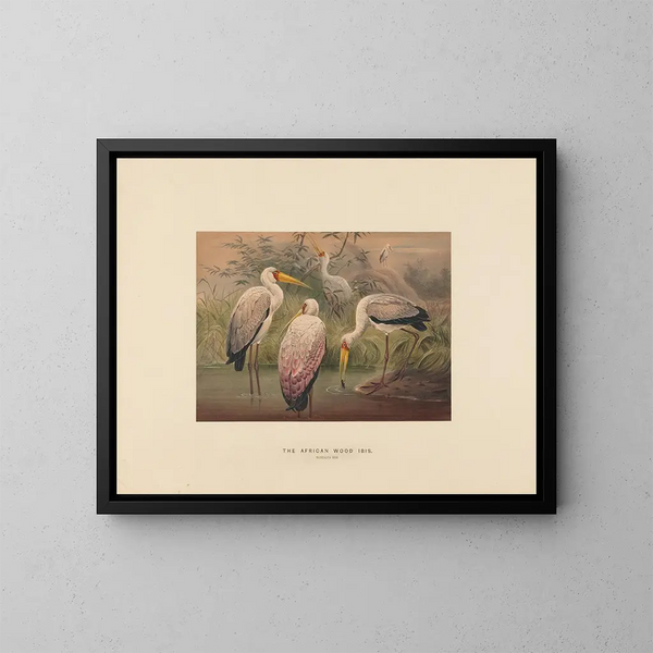 L'ibis des savanes - Joseph Wolf — gerahmtes Bild an der Wand