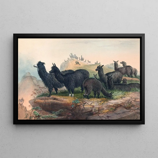 L'Alpaga - Joseph Wolf — gerahmtes Bild an der Wand