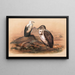 Der angolanische Geier - Joseph Wolf — gerahmtes Bild an der Wand