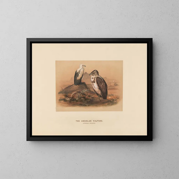 Le vautour angolais - Joseph Wolf — gerahmtes Bild an der Wand