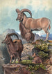 L'Aoudad - Joseph Wolf — Ansicht des Kunstwerks