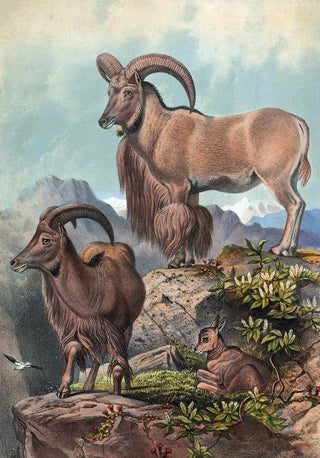 Joseph Wolf - The Aoudad.webp