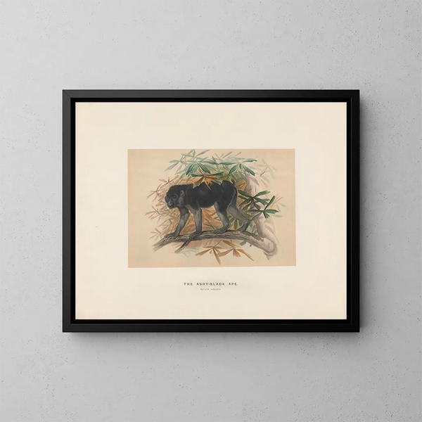 Der aschgraue Schwarzmaki - Joseph Wolf — gerahmtes Bild an der Wand