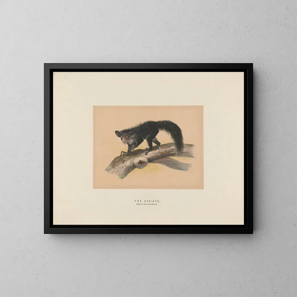 L'Aye-Aye - Joseph Wolf — gerahmtes Bild an der Wand