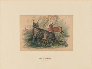 Joseph Wolf - The Caracal.webp