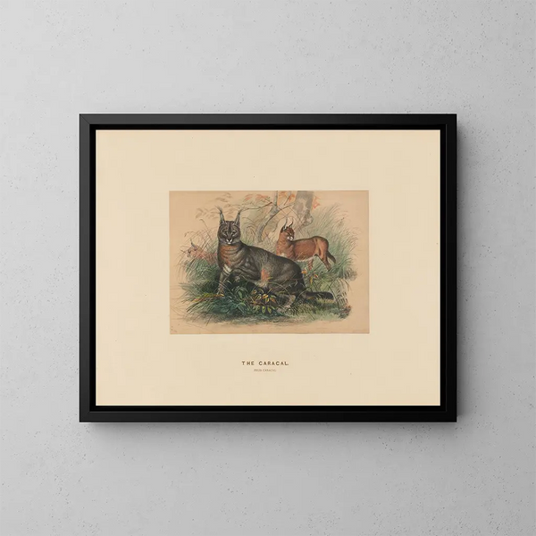 Le Caracal - Joseph Wolf — gerahmtes Bild an der Wand