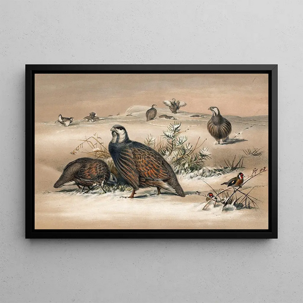 Joseph Wolf - The Caspian SnowPartridge.webp