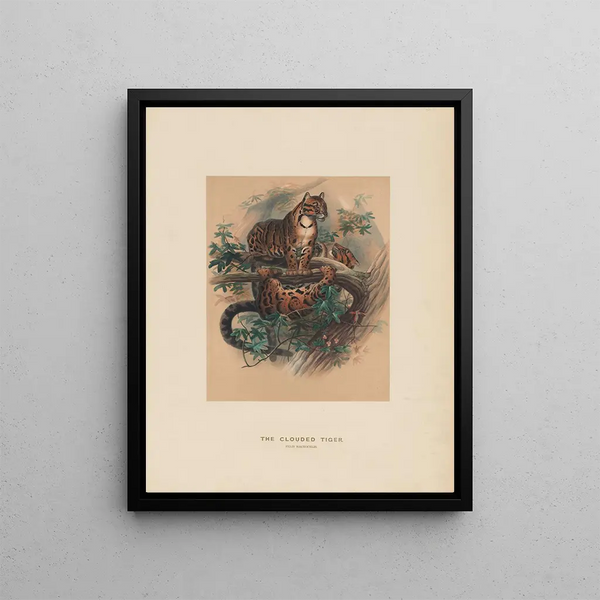 Joseph Wolf - The Clouded Tiger.webp