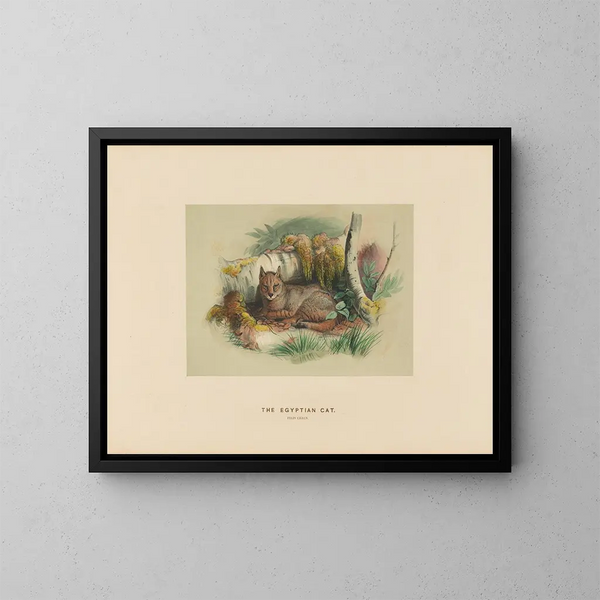 Der ägyptische Katze - Joseph Wolf — gerahmtes Bild an der Wand