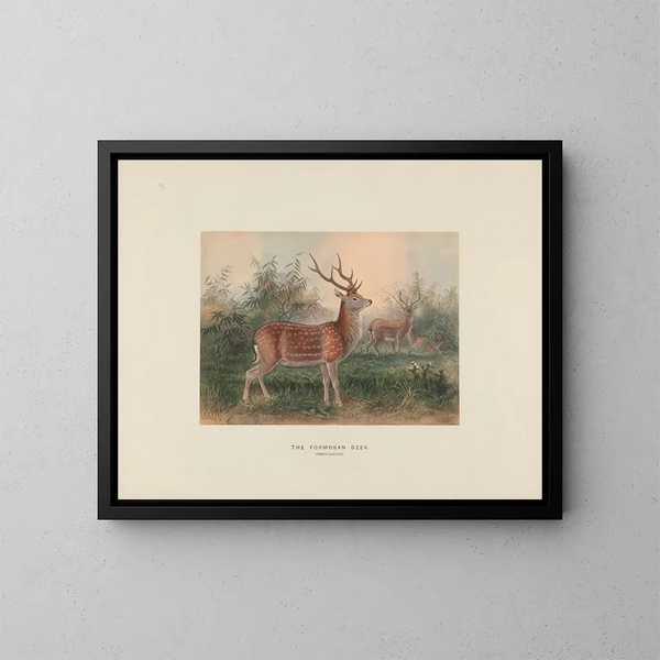 Der Hirsch von Formosa - Joseph Wolf — gerahmtes Bild an der Wand
