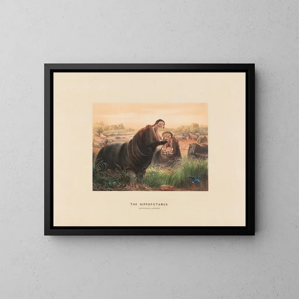 L'Hippopotame - Joseph Wolf — gerahmtes Bild an der Wand