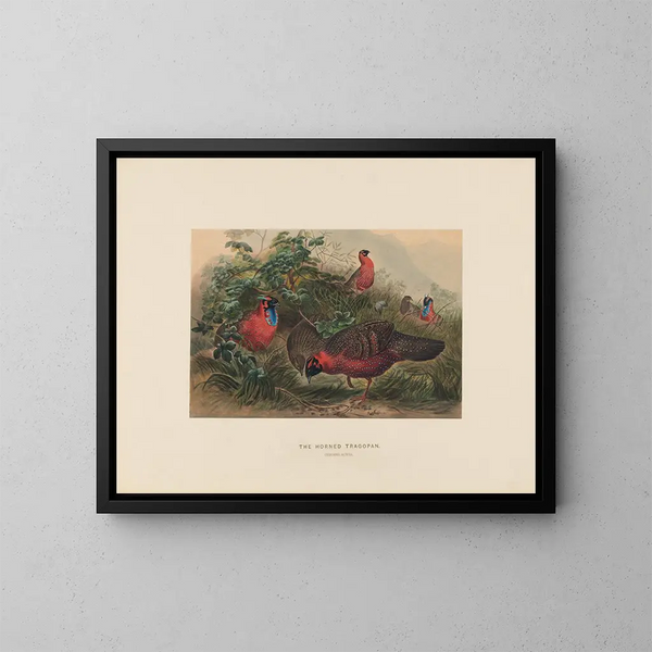 Le Tragopan cornu - Joseph Wolf — gerahmtes Bild an der Wand