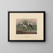 L'ibis des marais indien - Joseph Wolf — gerahmtes Bild an der Wand