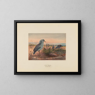 Joseph Wolf - The Kagu.webp