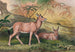 Le Leucoryx - Joseph Wolf — Ansicht des Kunstwerks