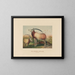 L'antilope leucoryx - Joseph Wolf — gerahmtes Bild an der Wand