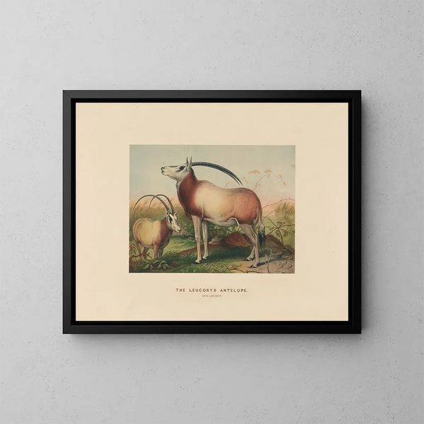 L'antilope leucoryx - Joseph Wolf — gerahmtes Bild an der Wand