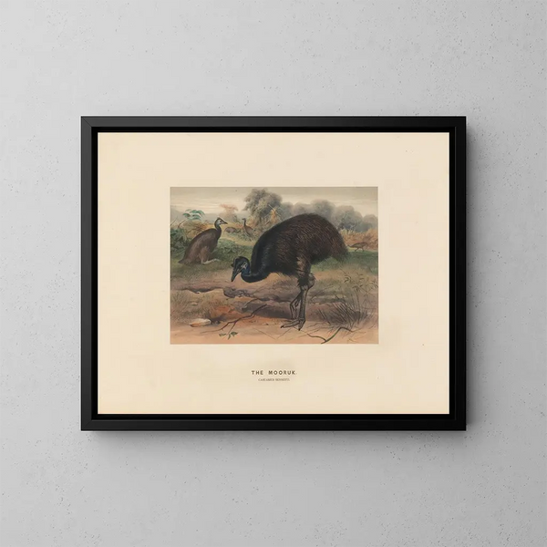 Le Mooruk - Joseph Wolf — gerahmtes Bild an der Wand