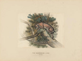 Joseph Wolf - The Norwegian Lynx.webp