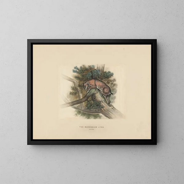 Der norwegische Luchs - Joseph Wolf — gerahmtes Bild an der Wand