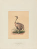 L'autruche - Joseph Wolf — Ansicht des Kunstwerks