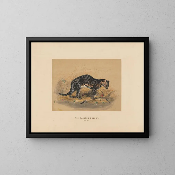 L'ocelot peint - Joseph Wolf — gerahmtes Bild an der Wand