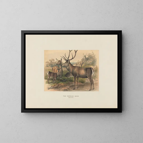 Der persische Hirsch - Joseph Wolf — gerahmtes Bild an der Wand