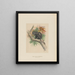 Der Affe von Pluto - Joseph Wolf — gerahmtes Bild an der Wand
