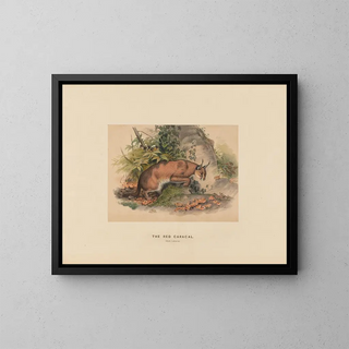 Joseph Wolf - The Red Caracal.webp