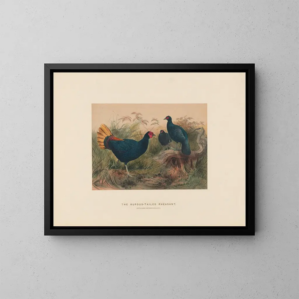 Der Fasan mit roter Schwanzfeder - Joseph Wolf — gerahmtes Bild an der Wand