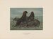 L'ours de mer - Joseph Wolf — Ansicht des Kunstwerks