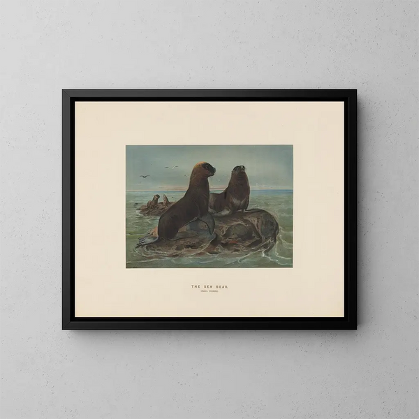 L'ours de mer - Joseph Wolf — gerahmtes Bild an der Wand