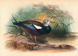 Joseph Wolf - The Shielded Duck.webp