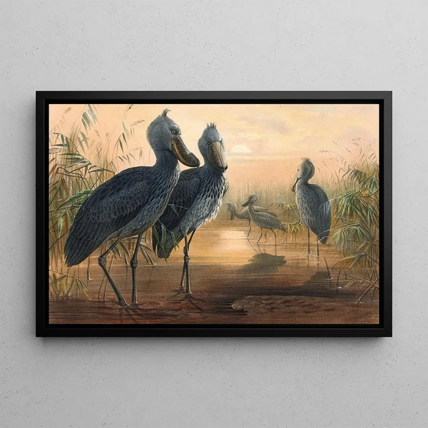 Le Bec-en-sabot - Joseph Wolf — gerahmtes Bild an der Wand