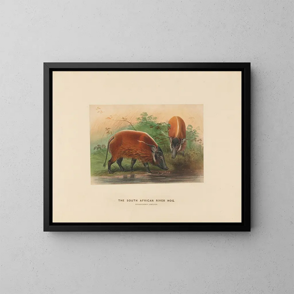 Der südafrikanische Warzenschwein - Joseph Wolf — gerahmtes Bild an der Wand
