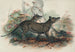 Le Thylacine - Joseph Wolf — Ansicht des Kunstwerks