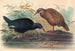 Le Râle weka - Joseph Wolf — Ansicht des Kunstwerks