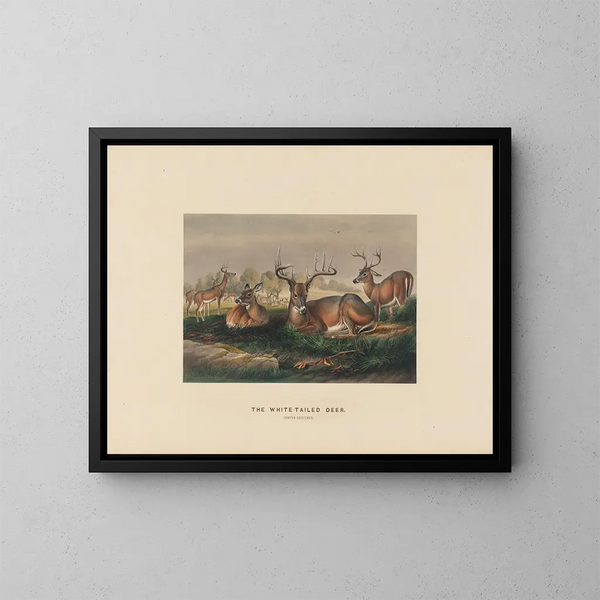 Der Hirsch mit weißem Schwanz - Joseph Wolf — gerahmtes Bild an der Wand