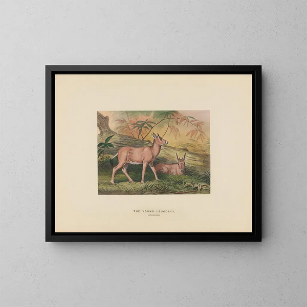 Der junge Leucoryx - Joseph Wolf — gerahmtes Bild an der Wand