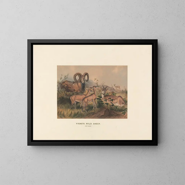 Vignes de moutons sauvages - Joseph Wolf — gerahmtes Bild an der Wand