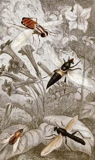 Jules Rothschild - Dipteres Pl XXI.webp