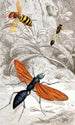 Hyménoptères Pl XII - Jules Rothschild — Ansicht des Kunstwerks