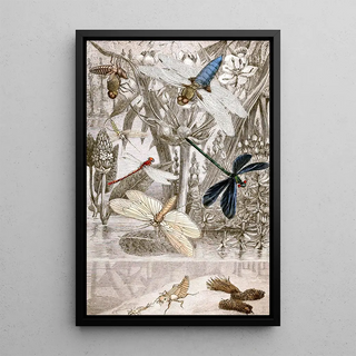 Jules Rothschild - Nvroptres Pl IV.webp