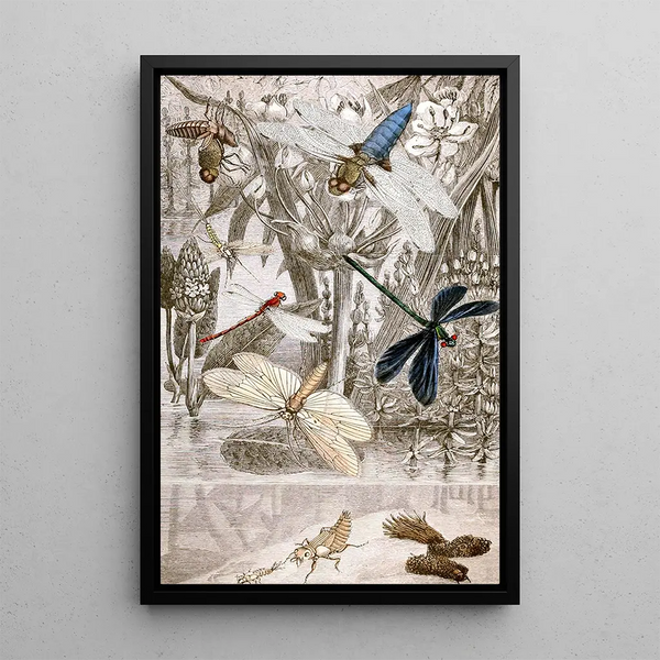 Jules Rothschild - Nvroptres Pl IV.webp