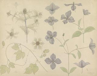 Studienblatt mit Meeresdistel und Clematis - Julie de Graag — Ansicht des Kunstwerks