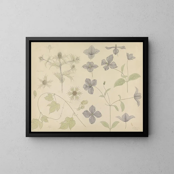 Studienblatt mit Meeresdistel und Clematis - Julie de Graag — gerahmtes Bild an der Wand