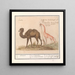 Kameel Camelus ferus bactrianus en girafe Giraffa - Anselmus Botius de Boodt — gerahmtes Bild an der Wand