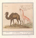 Kameel Camelus ferus bactrianus en girafe Giraffa - Anselmus Botius de Boodt — Ansicht des Kunstwerks