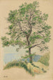 Ohne Titel Baum mit Laub und Weg - Karl Wiener — Ansicht des Kunstwerks
