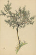 Ohne Titel Obstbaum - Karl Wiener — Ansicht des Kunstwerks
